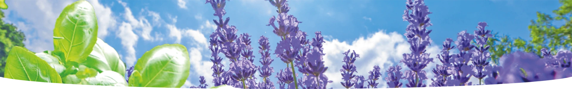 LAVENDEL + KRUIDEN